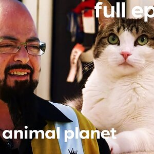 Cat and Dog at War Learn To Get Along | My Cat From Hell (Full Episode)