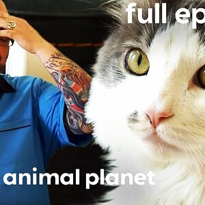 'Vicious' Cat Chases Owners Around Their House | My Cat From Hell (Full Episode)