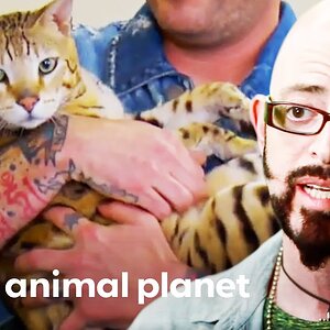 Escape Artist Savannah Cat Needs A Way To Burn Off Some Energy | My Cat From Hell