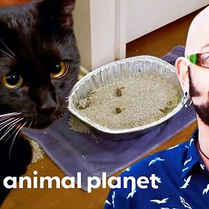 Kitten's Litter Box Needs A Serious Upgrade! | My Cat From Hell
