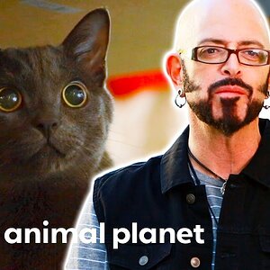 This Kitten Needs Activity Or Else He'll Misbehave! | My Cat From Hell