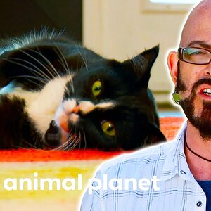 Cat Owner Needs To Learn How To Act Confident | My Cat From Hell