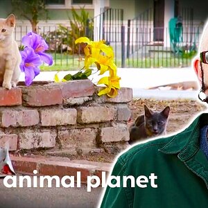 Jackson Helps A Neighbourhood With Their Feral Cat Problem | My Cat From Hell