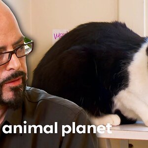 This Cat Owner Tests Jackson's Patience! | My Cat From Hell