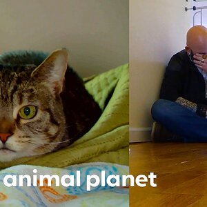 Jackson Is Not Sure If This Cat Can Learn To Live With Humans | My Cat From Hell