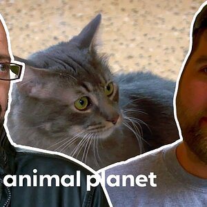 Potential Adopter Is Not Sure If He Wants To Have A Cat With A Bad Past | My Cat From Hell