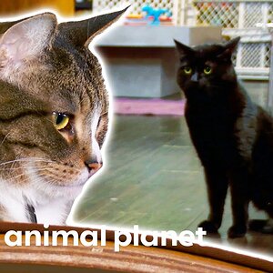 Keeping These Two Cats From Fighting Won't Be Easy | My Cat From Hell