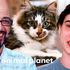 Shelter Cat With Troubled Past Finally Gets Adopted | My Cat From Hell