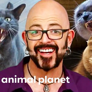 Cats Behaving Badly | My Cat From Hell