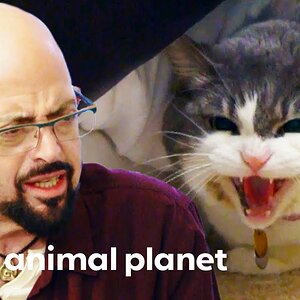 Cat Will Be Put Down If She Bites Again | My Cat From Hell