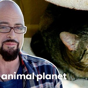 This Cat's Incredible Transformation Surprises Jackson | My Cat From Hell