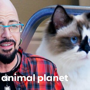 Cute Munchkin Cat Won't Stop Licking Everything! | My Cat From Hell