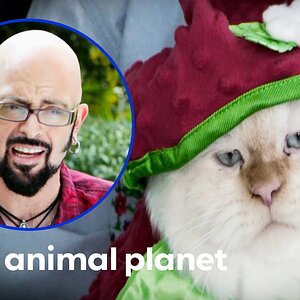 Owner Refuses To Stop Dressing Up Her Cats | My Cat From Hell