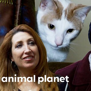 Owners Blame Woody For The Death Of Their Other Cat | My Cat From Hell