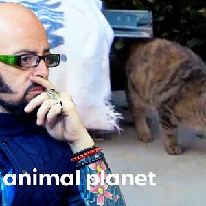 Feral Mama Cat Is Too Smart To Be Trapped! | My Cat From Hell