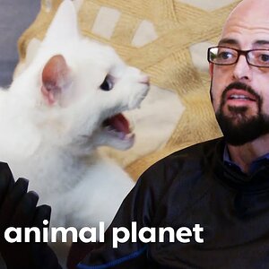 Jackson Has To Wear Padding When Near Violent Cat | My Cat From Hell