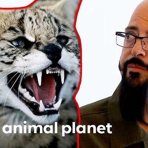 Serval Cat Descendant Tests Jackson's Bravery | My Cat From Hell