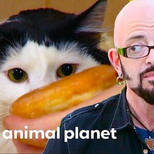 Obese Cat Won't Stop Begging For Junk Food | My Cat From Hell