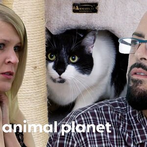 Cat Is So Aggressive His Owner Cries Of Fear! | My Cat From Hell