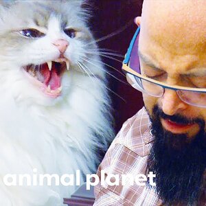 Cat Attacks People When They Cry | My Cat From Hell