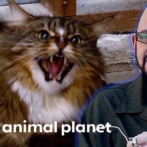 Feisty Cat Learns To Love Cuddles Thanks To Opera Music! | My Cat From Hell