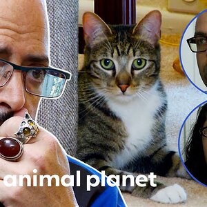 Cat Is Rushed To The ER After Eating A Towel! | My Cat From Hell