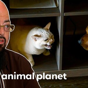 Cats And Dog Fight Over 20 Times A Day! | My Cat From Hell