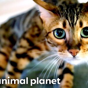 Bengal Cat Won't Stop Attacking Owner! | My Cat From Hell | Animal Planet