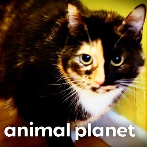 Aggressive Cat Attacks Every Human It Sees! | My Cat From Hell | Animal Planet