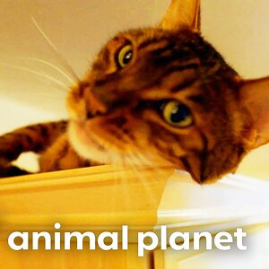 House Cat, Sid, Hates Her New Living Situation! | My Cat From Hell | Animal Planet