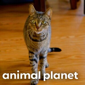 House Cat Missy Won’t Stop Attacking Her Roommate! | My Cat From Hell | Animal Planet