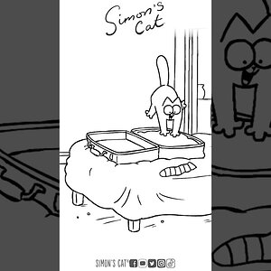 If it fits…😱 Cats and boxes of all kinds!