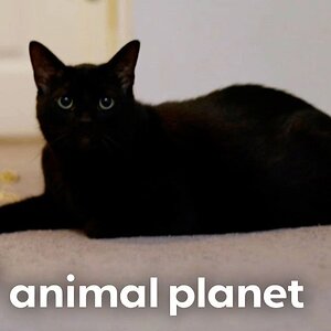 David’s Service Cat Salem Is a PROBLEM! | My Cat From Hell | Animal Planet