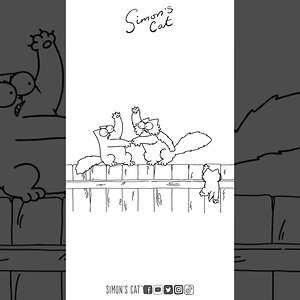 Now fight! Who will win?? 😼