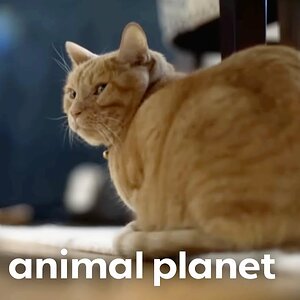 A Cat Named Baby Holds His Owners Hostage! | My Cat From Hell | Animal Planet