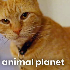 This Orange Tabby Cat Ignites a Battle With Her Shy Roommate | My Cat From Hell | Animal Planet