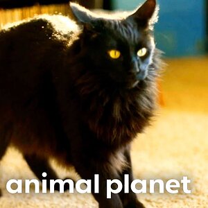 Jackson Galaxy Uses a Crazy Trick to Stop a Cat From Peeing in the House! | My Cat From Hell