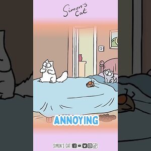 Happy Kitten Day! 🫶😻