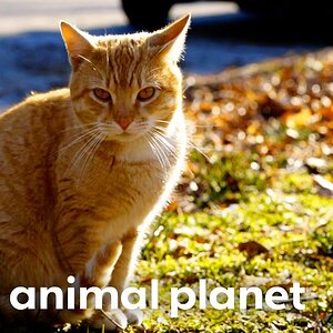 Jackson Galaxy's Mission to Ending a Feral Cat Epidemic | My Cat From Hell | Animal Planet