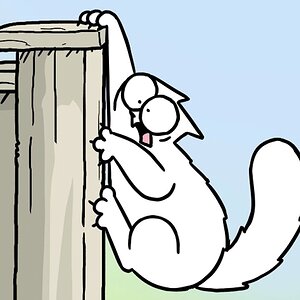 A DAY IN THE LIFE OF A CAT (Summer Colour Compilation)