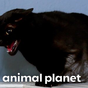 The World's Scariest Black Cats | My Cat From Hell | Animal Planet