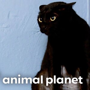 The Savage Cat That Stumped Jackson Galaxy | My Cat From Hell | Animal Planet