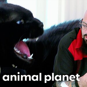 Coco Has a Thirst For Blood | My Cat From Hell | Animal Planet