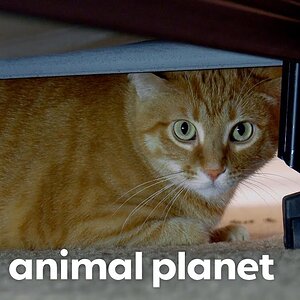 Whisky Is Out if He Doesn’t Learn to Use the Litter Box | My Cat From Hell | Animal Planet