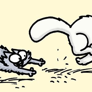 Get Ready for Some CAT CARDIO (Caturday Film Club)