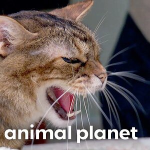 A Deaf Cat Fights With His Disabled Feline House Mate | My Cat From Hell | Animal Planet