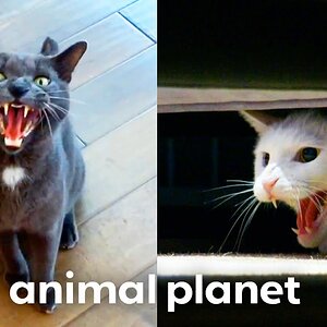 The WILDEST Cats on My Cat From Hell | Animal Planet