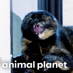 Reese's Kitty Rehabilitation | My Cat From Hell | Animal Planet