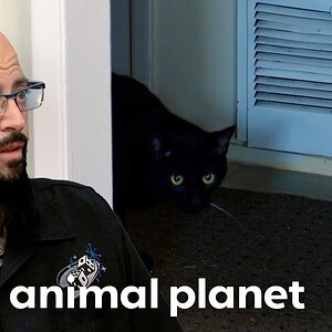 Will Bogie The Cat Get the Boot? | My Cat From Hell | Animal Planet