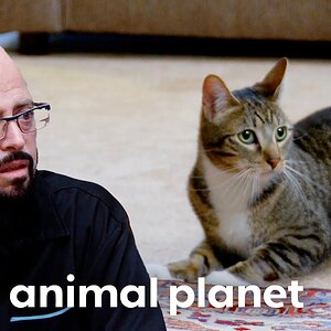 Monty Eats EVERYTHING in Sight | My Cat From Hell | Animal Planet